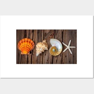 Four Lovely Shells And White Starfish Posters and Art